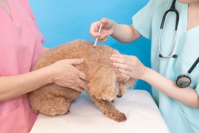 犬にワクチンの接種は本当に必要？値段の相場やリスクとは